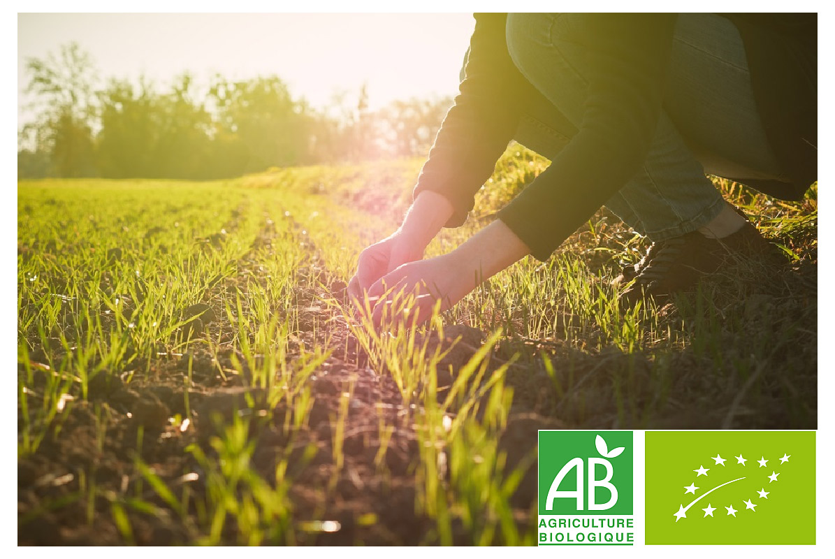 L'agriculture biologique, c'est quoi ? les avantages, les inconvénients, les labels en France et en Europe