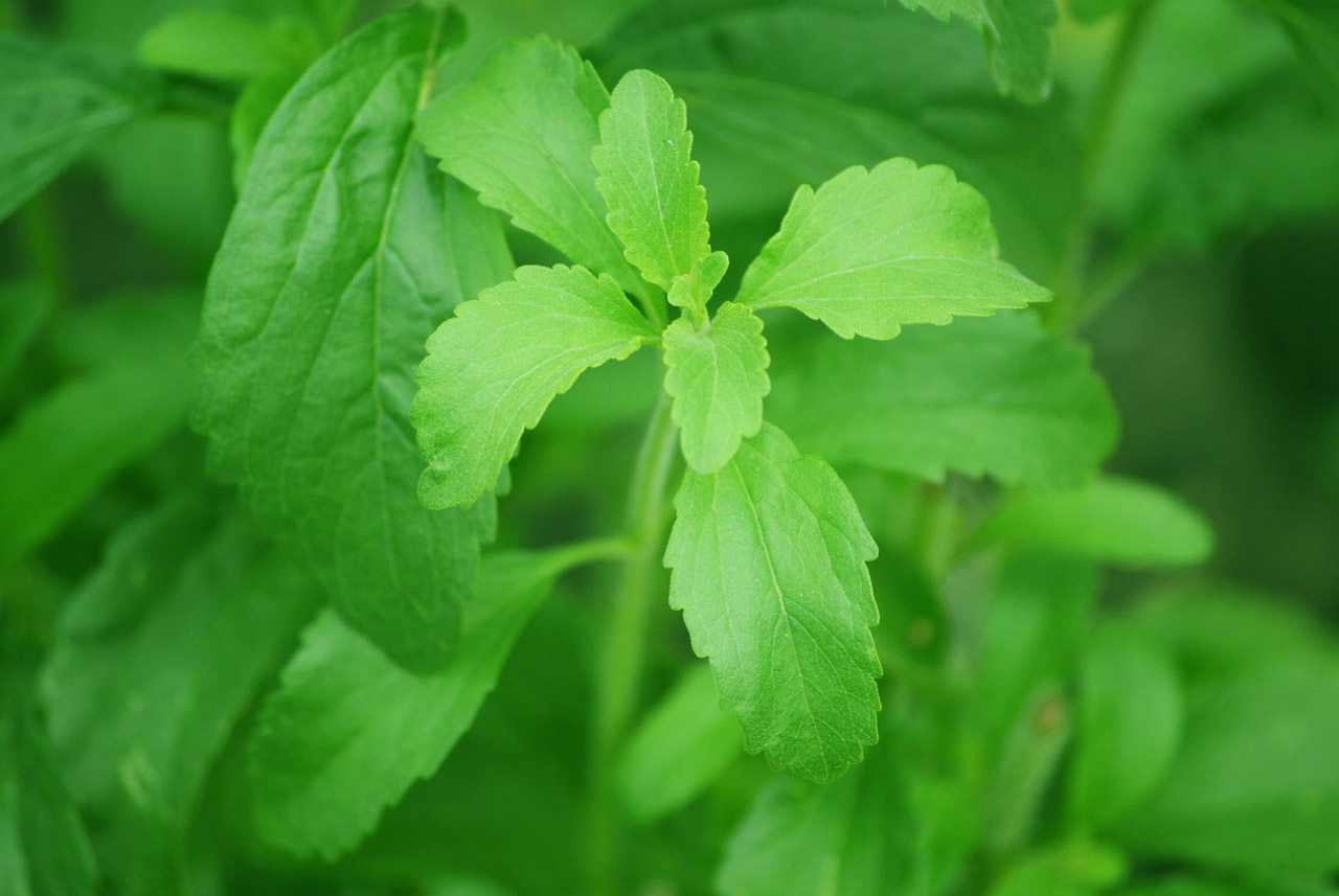 la stevia édulcorant naturel