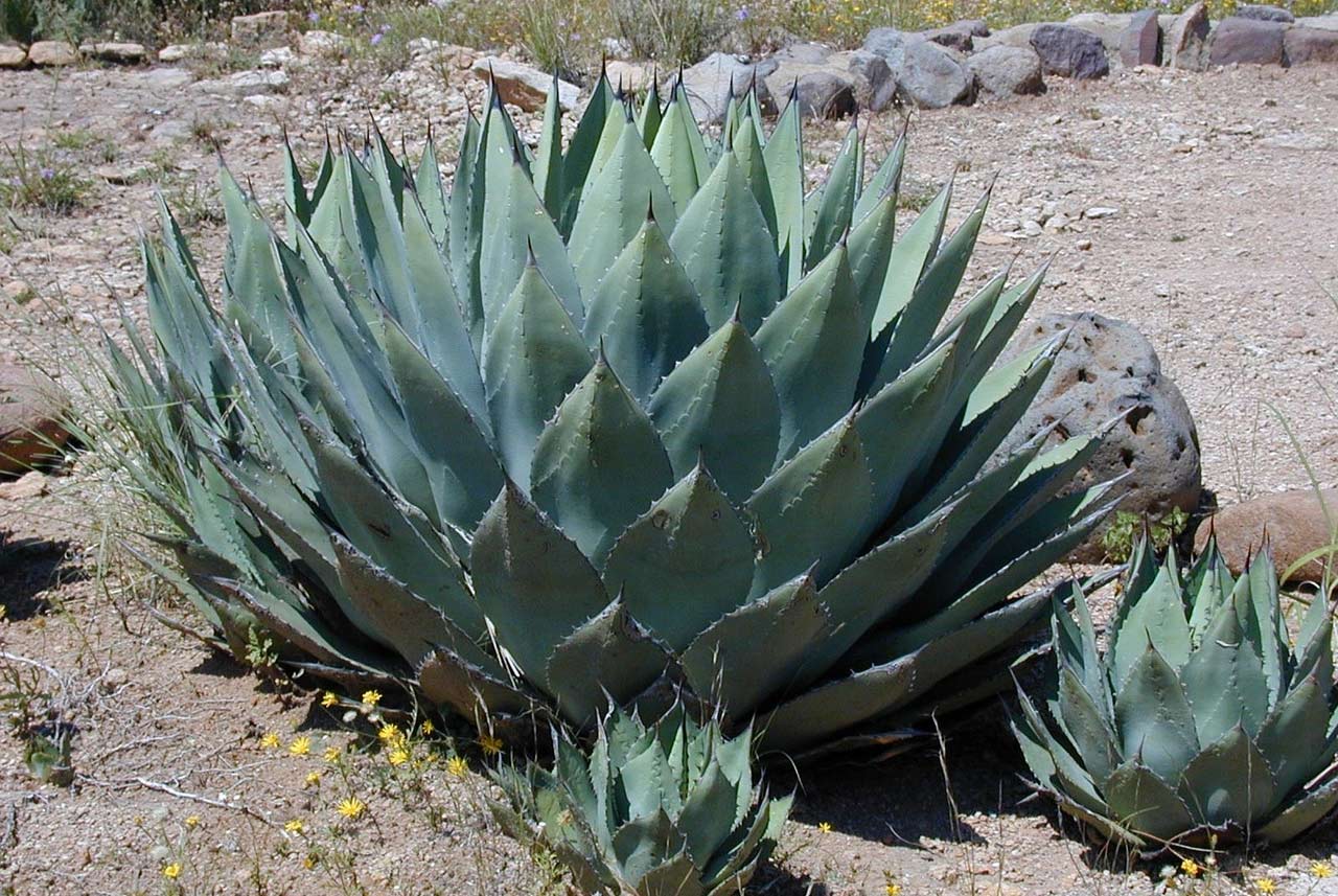 le sirop d'agave édulcorant naturel